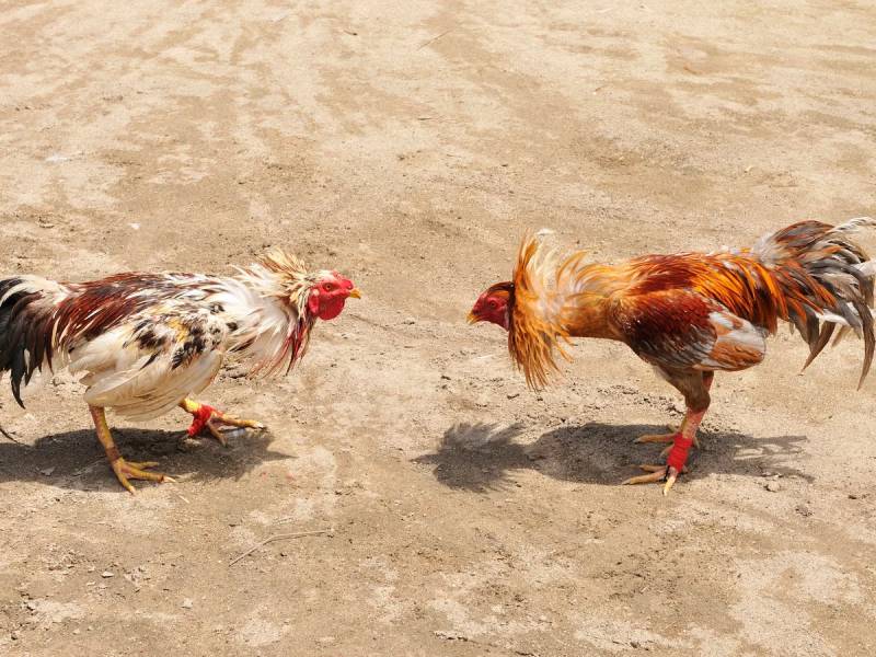 Đá Gà C2 Là Gì? Thú Chơi Giải Trí Đầy Hấp Dẫn 5 Bí Quyết Đặt Cược Đá Gà C2 Hiệu Quả