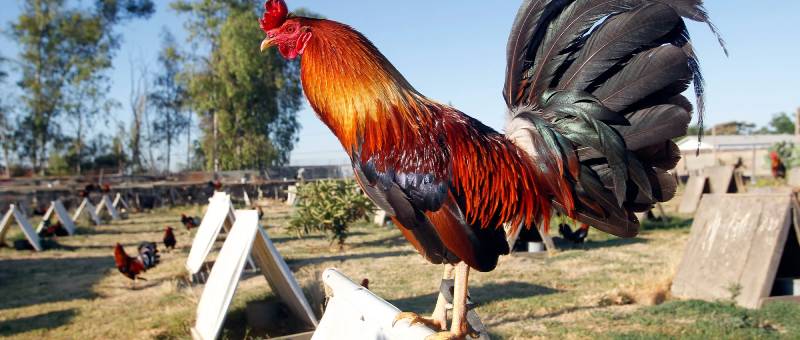 Đá Gà Chọi C1 - Đỉnh Cao Của Nghệ Thuật Chọi Gà 4 Bí Quyết Tạo Nên Những Chiến Kê Huyền Thoại