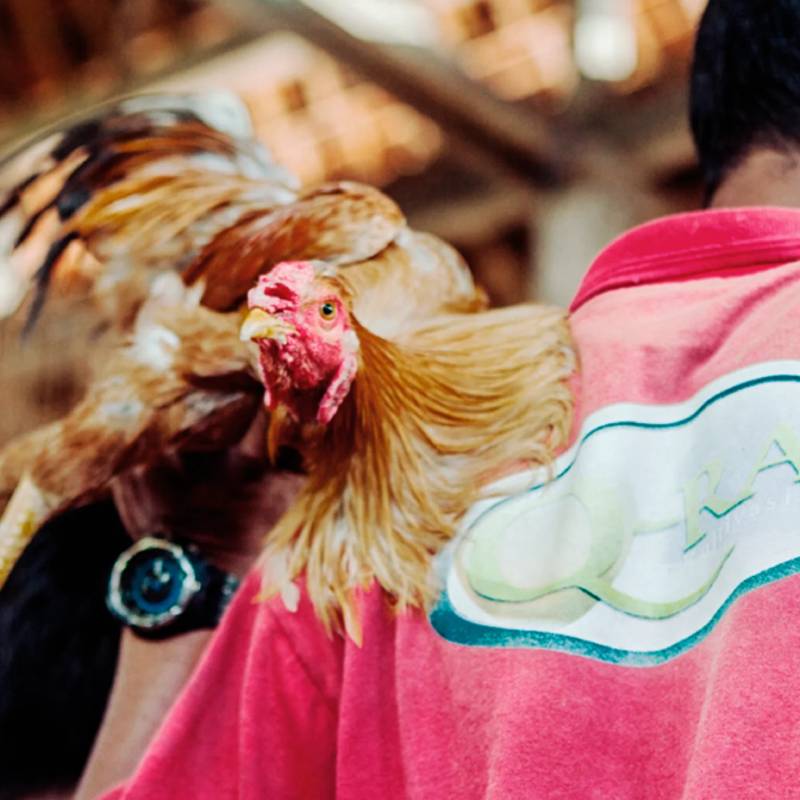 Đá Gà C2 Là Gì? Thú Chơi Giải Trí Đầy Hấp Dẫn 4 Các Giống Gà Thường Thấy Trong Đá Gà C2