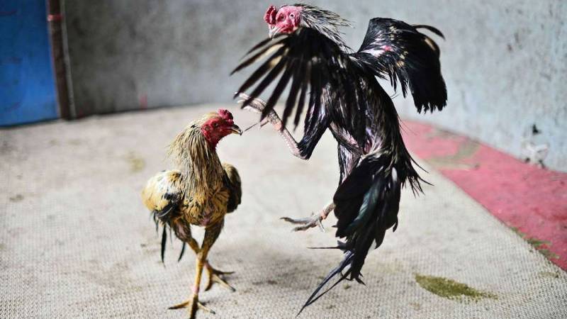 Đá Gà C2 Là Gì? Thú Chơi Giải Trí Đầy Hấp Dẫn 3 Dac Diem Noi Bat Cua Da Ga C2