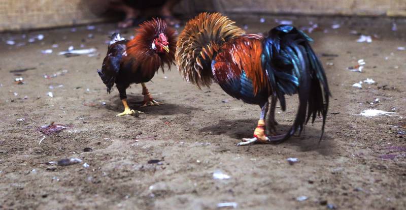 Đọc vị chiến kê – Nhìn gà như nhìn người