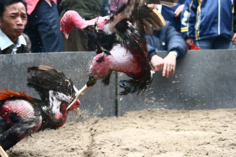 Khai thác thông tin từ cộng đồng kín – “Nguồn tin vàng” cho dân bắt kèo