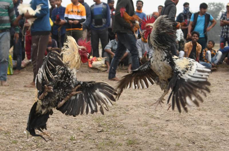 Kinh nghiệm thực chiến khi soi lịch sử đấu gà