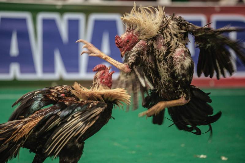 Odds cao bất thường cho cửa yếu