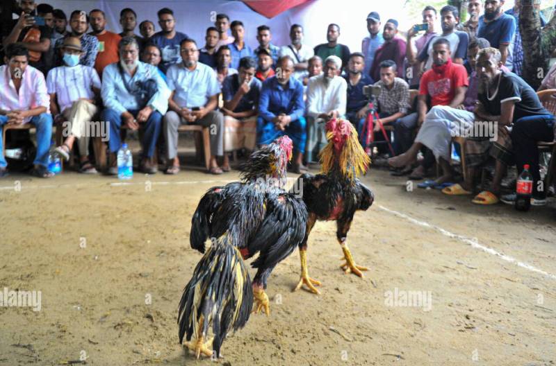 Phản ứng của dân chơi, cộng đồng sới gà